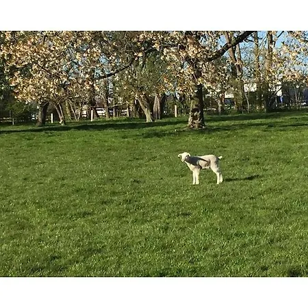 Holoiday House Starboard *